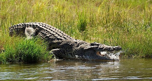 Crocodile: The Flesh Eating Drug